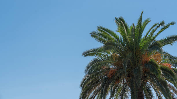 istock Lush top of a palm tree against a blue cloudless sky 1777210541