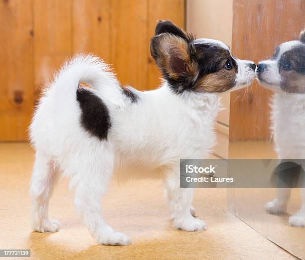 Papillon Puppy Stock Photo - Download Image Now - Mirror - Object, Dog, Looking