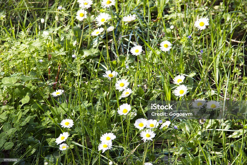 Wild Verde prato primavera fiori - Foto stock royalty-free di Fiore
