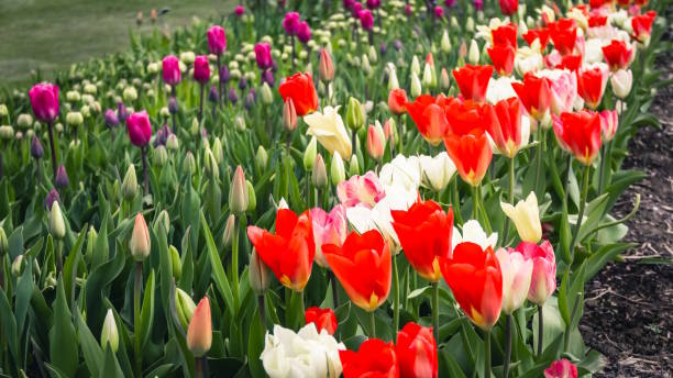 istock Rows of Tulips, Red and White Flowers, Spring Colors 1777223282