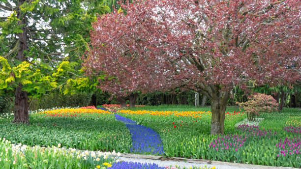 istock Beautiful Landscape Spring Garden With Flowers in Bloom along a Path, Large Tree with Small, Pink Flowers 1777223283
