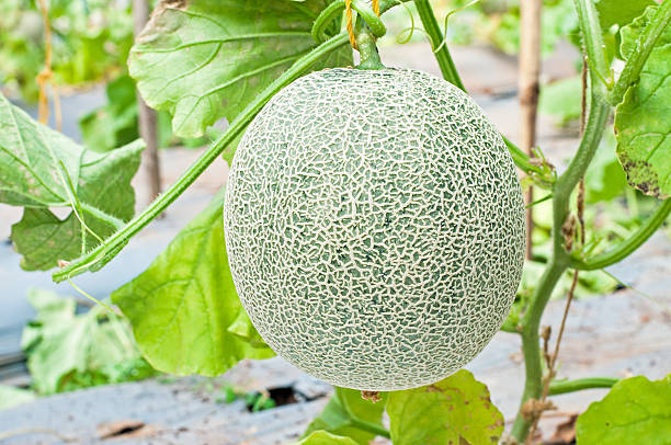 istock Cantaloupe on the Vine 177722377
