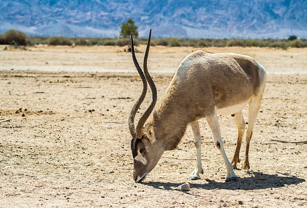 Antelope addax in Israeli nature reserve