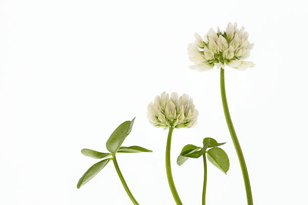 White clover stock photo