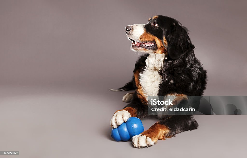 Bernard Sennenhund with Chew Toy at Studio Studio portrait of a Bernard Sennenhund dog with its blue chew toy at its feet. Dog's Toy Stock Photo