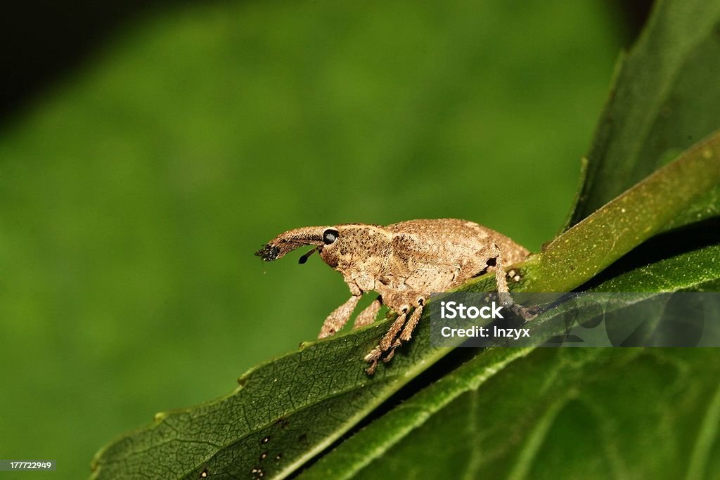 weevil a kind of insect has a long nose Agriculture Stock Photo