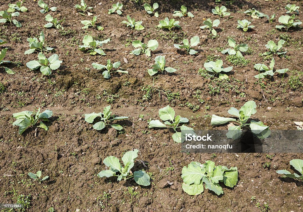 Junge cabbage - Lizenzfrei Abnehmen Stock-Foto