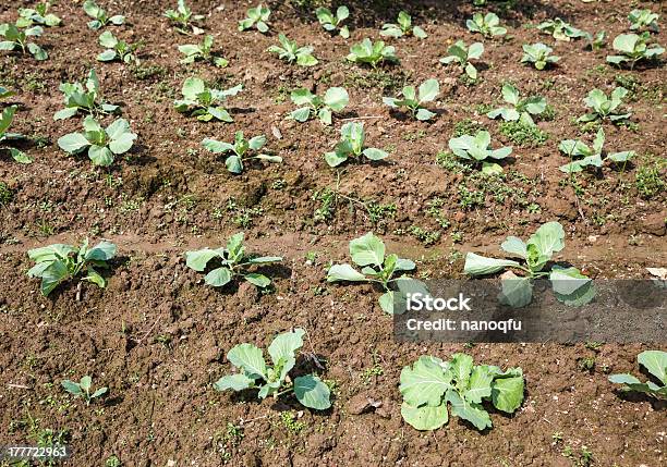 Junge Cabbage Stockfoto und mehr Bilder von Abnehmen - Abnehmen, Agrarbetrieb, Blatt - Pflanzenbestandteile