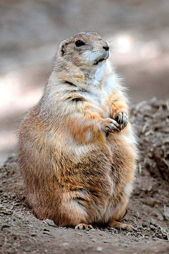 A Black-Tailed Prairie Dog Stands Alert Outside It's Burrow.