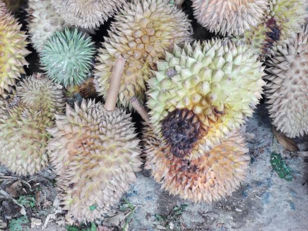 istock Rotten durian fruit on the ground. 1777236887