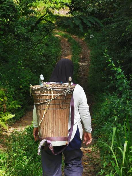 Unidentified women carrying traditional basket. Unidentified women carrying traditional basket. kadazan people stock pictures, royalty-free photos & images