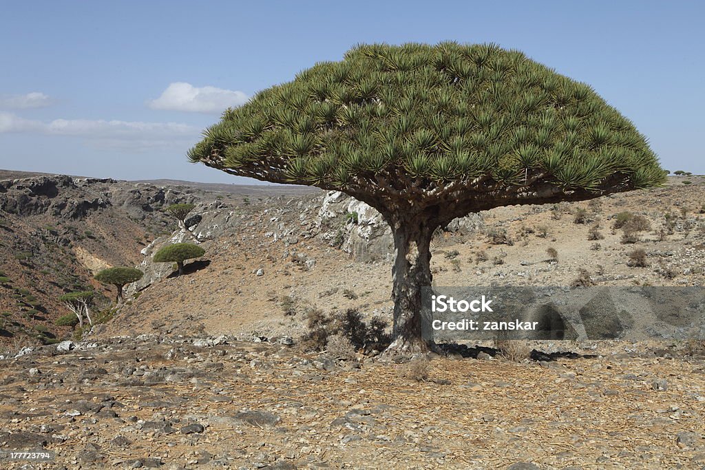 Dragon tree Dragon tree - Dracaena cinnabari - endemic tree from Soqotra, Yemen Socotra Dragon Tree Stock Photo