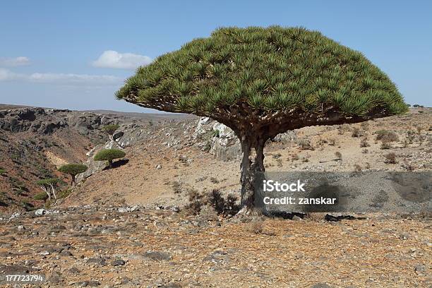 Dragon Tree Stock Photo - Download Image Now - Socotra Dragon Tree, Animal, Animal Wildlife