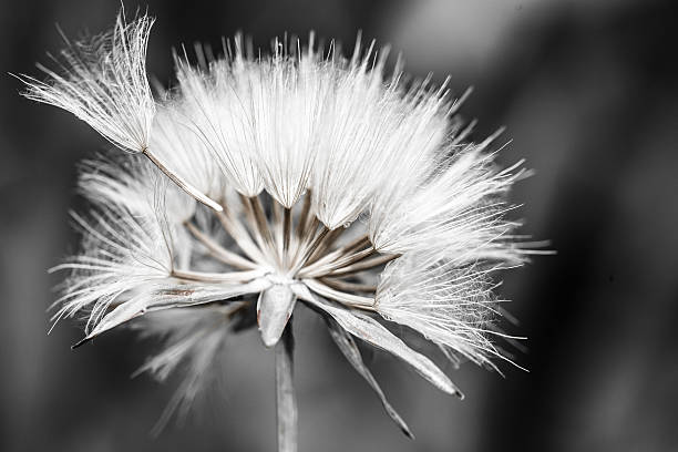 Close-up of dandelion seed