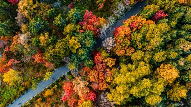 istock Autumn forest scenery in Nanhu Park, Changchun, China 1777244321