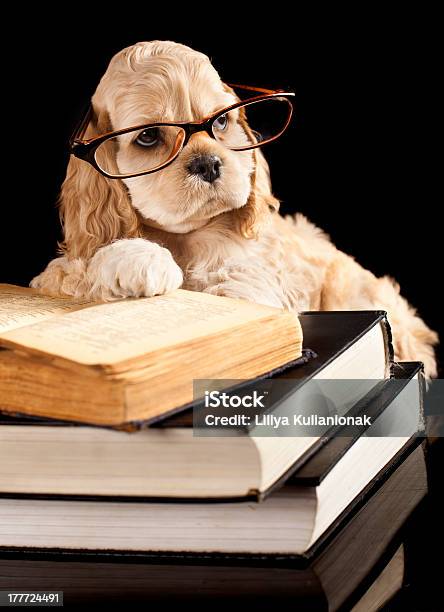 American Cocker Spaniel Reading Book Stock Photo - Download Image Now - Dog, Scientist, Animal