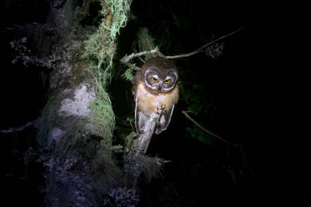 istock Northern Saw-Whet Owl - Night 1777245879