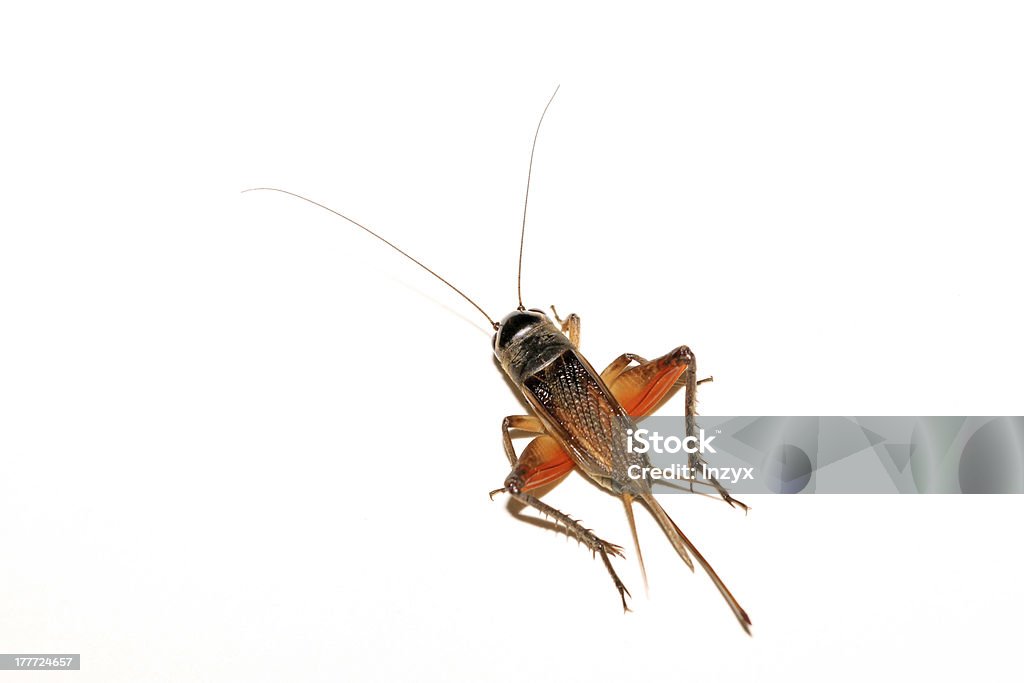 cricket nymphs - Foto stock royalty-free di Addome