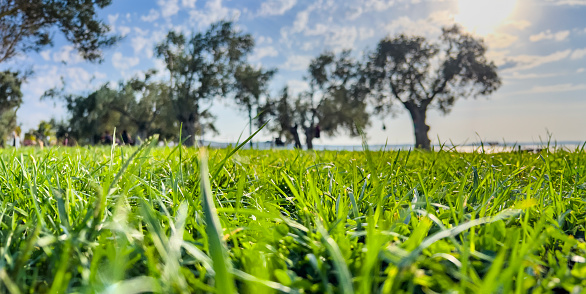 Close-up of blurred olive trees behind vibrant green grass.