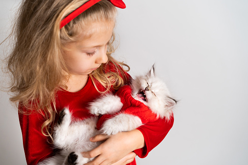 little beautiful blonde in a red dress with a cute white kitten in her hands, kitten meows, happy baby, christmas gift concept.