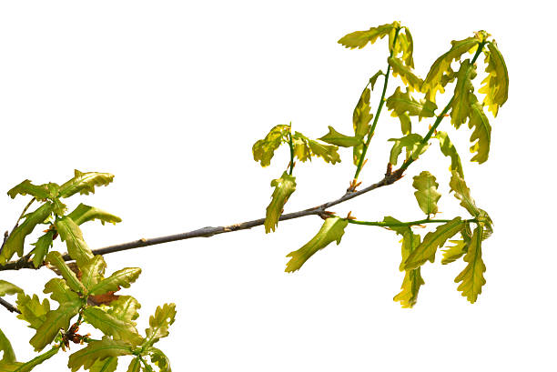 oak branch isolated stock photo