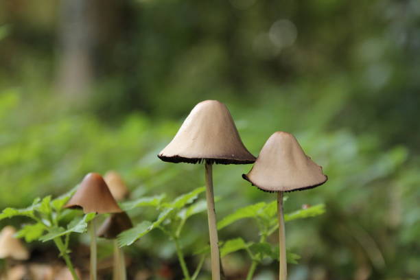 two little mushrooms with a green background in a forest in autumn two beautiful little mushrooms with a light brown cap and a green background in a forest in autumn psathyrellaceae stock pictures, royalty-free photos & images