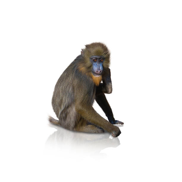 istock Portrait Of Macaque 177725039