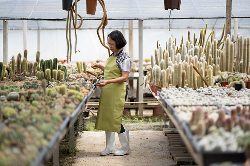Senior woman gardener tending cactus plot in greenhouse, Floris product industry