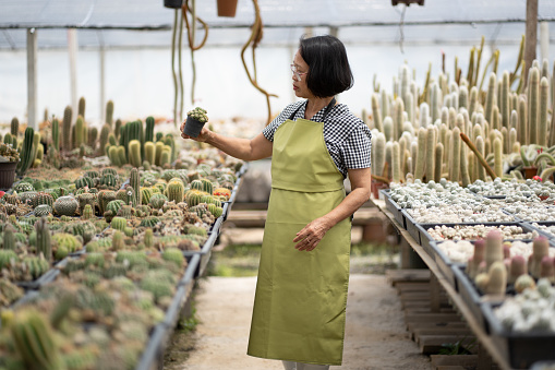 Senior Asian woman gardener checking cactus plot in greenhouse, Floris product industry