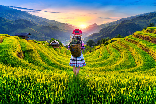 Hmong ethnic minority women standing on rice terraces in Mu Cang Chai, Yen Bai, Vietnam.