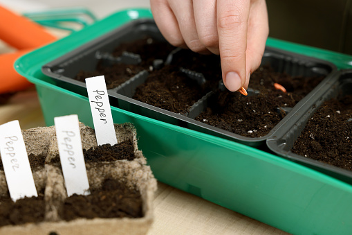 Young woman planting vegetable seeds into plastic pots with soil at wooden table, closeup