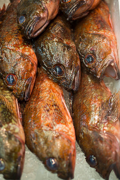 istock Rockfish at Seafood Market 177725320