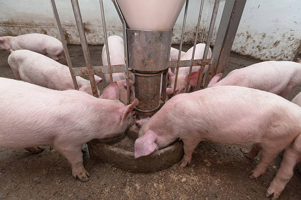 Pig farm stock photo