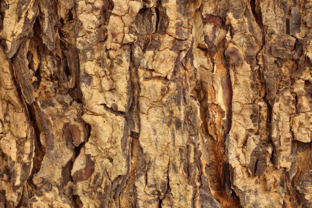 istock Close-up of tree bark with old natural pattern for background and design. 1777254018