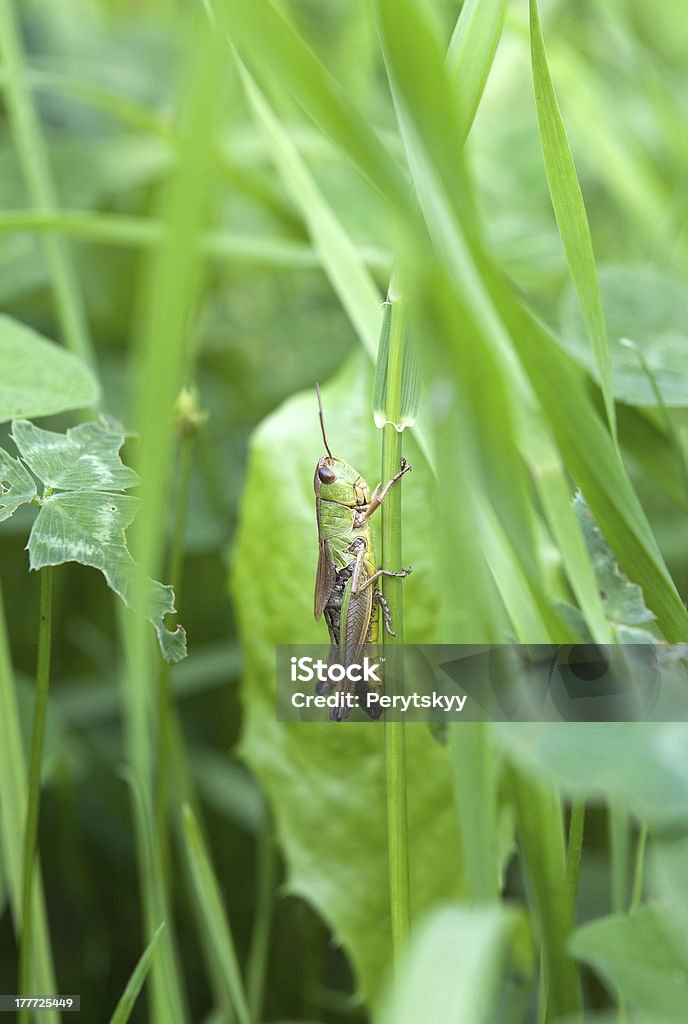 grasshopper de folha - Foto de stock de Animal royalty-free