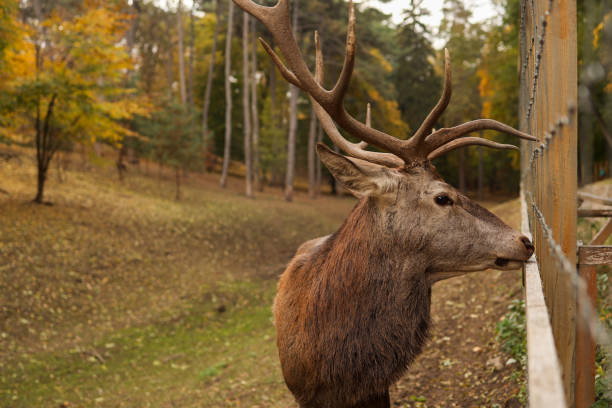 Deer surrounded by greens on an overcast day