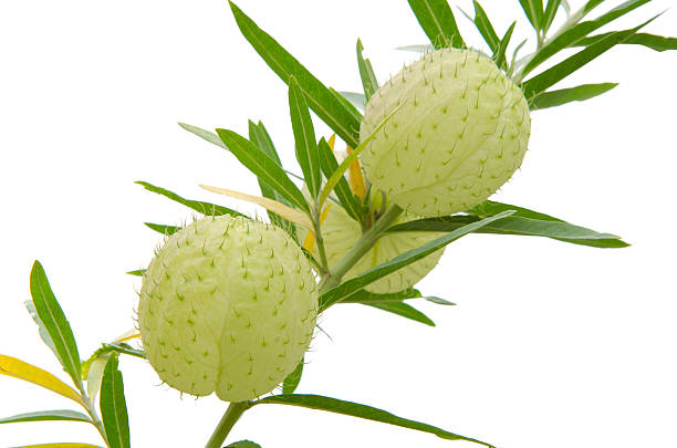 Flower balloon Ballon flower (Gomphocarpus Physocarpus) isolated on white background gomphocarpus physocarpus stock pictures, royalty-free photos & images