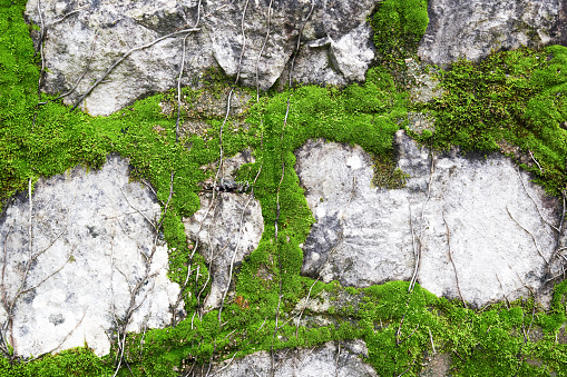 Detailed stone bricks wall texture pattern overgrown with moss. Abstract nature and urban backgrounds