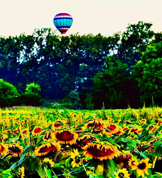 istock Hot Air Ballon and Sunflowers 1777256835