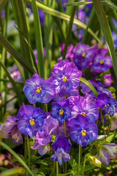 istock Violet beautiful pansy flowering in spring time with green 177725706