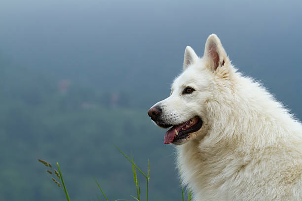 istock rait of dog white german shepherd, in mountain side 177725717