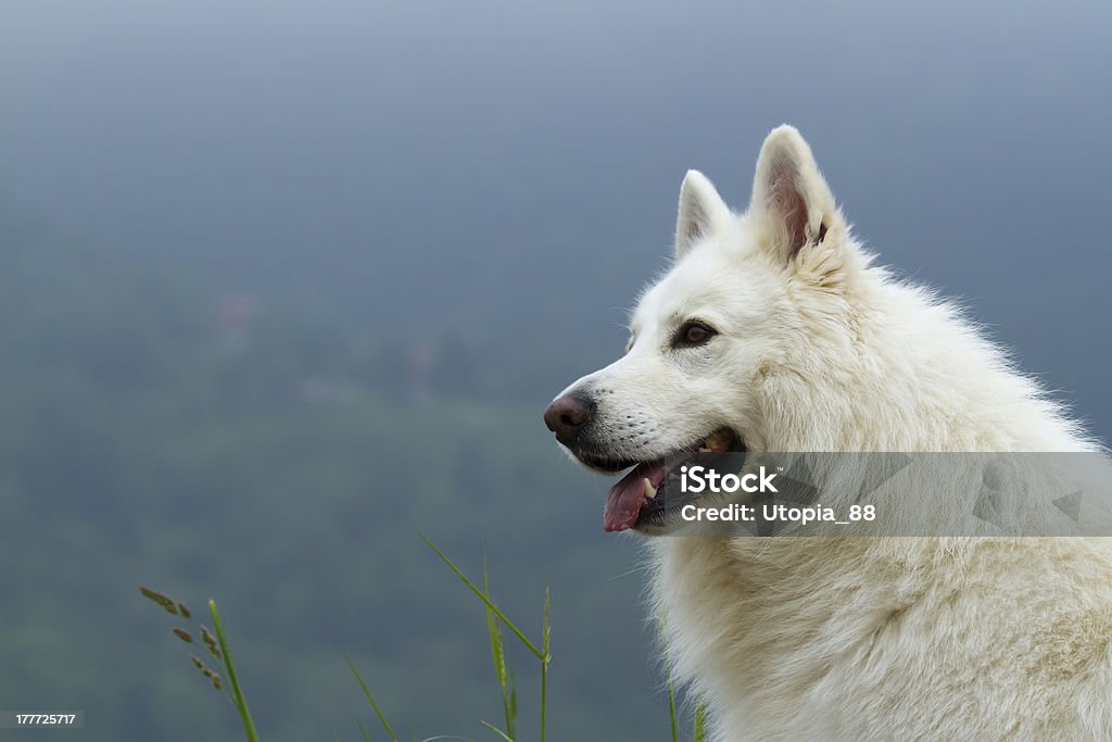 rait of dog white german shepherd, in mountain side dog white german shepherd Animal Stock Photo