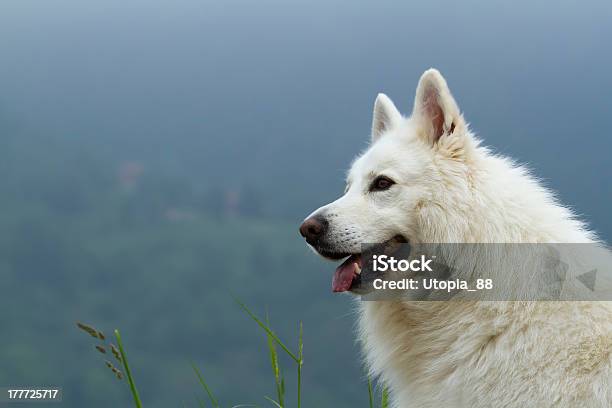 Rait Of Dog White German Shepherd In Mountain Side Stock Photo - Download Image Now