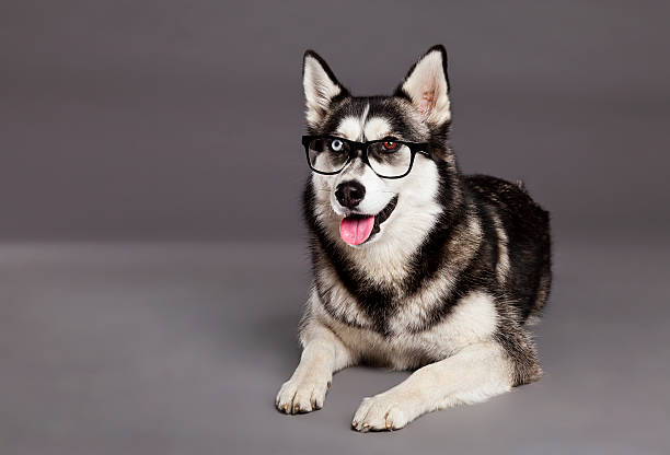 istock Siberian Husky Studio Portrait with Hipster Glasses 177725955