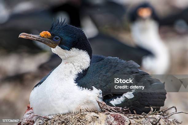 Cormorano Imperiale Nidificazione - Fotografie stock e altre immagini di Antartide - Antartide, Colonia di animali, Composizione orizzontale