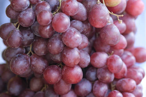 Fresh red globe grapes. Vitis vinifera 'Red Globe'.