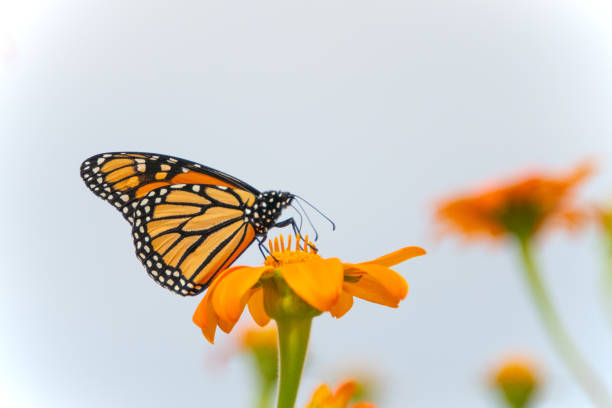 istock Butterfly-orange flower-Howard County Indiana 1777260900