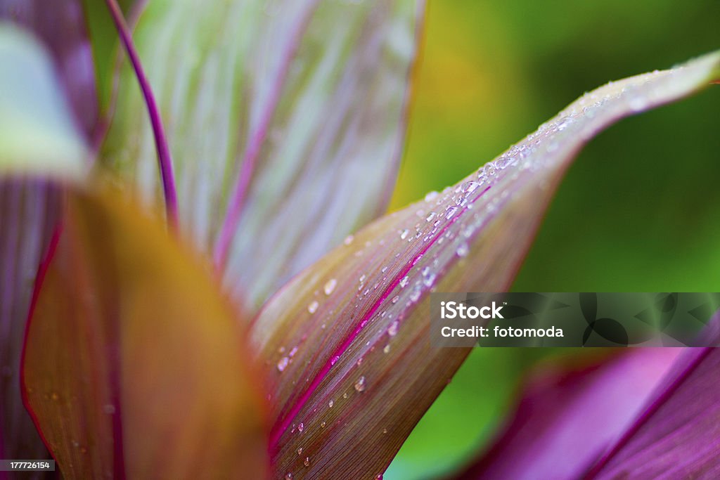 Abstract plant Abstract Stock Photo