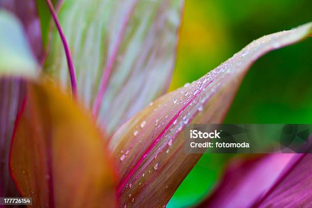 Abstract Plant Stock Photo - Download Image Now - Abstract, Blade of Grass, Close-up