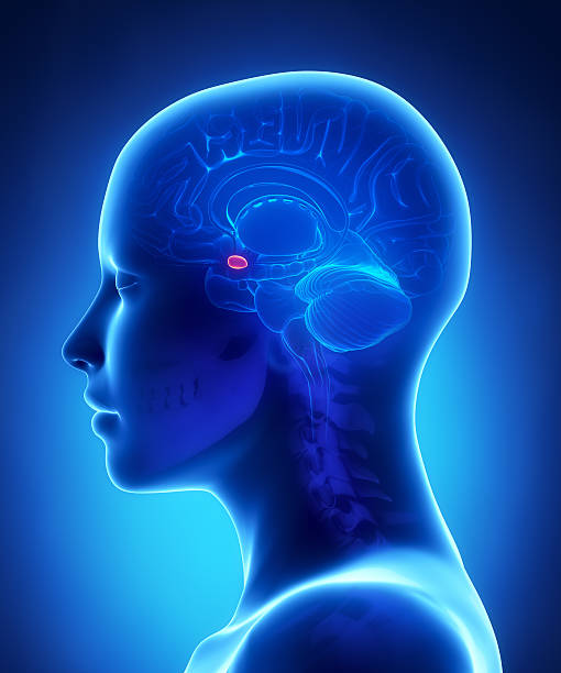 istock Amygdala - female brain anatomy lateral view 177726332